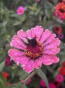 Image result for Curled Up Bumblebee