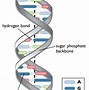 Image result for DNA and RNA Bases