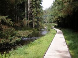 Image result for Hafren Forest Powys