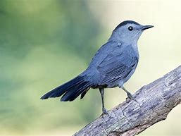 Image result for Blue Gray Bird
