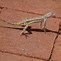 Image result for Arizona Lizards