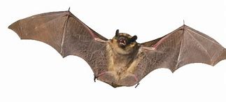 Image result for Bat Animal Transparent