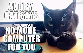 Image result for Funny Cat Computer Meme