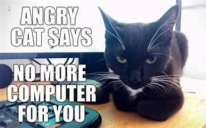 Image result for Angry Cat On Computer Meme