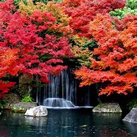 Image result for Autumn iPad Wallpaper
