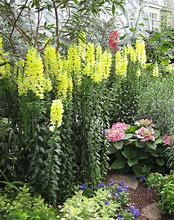 Image result for Tall Snapdragons