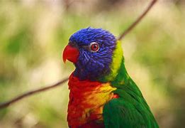 Image result for Cute Rare Animals