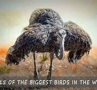 Image result for What Is the Biggest Bird in the World