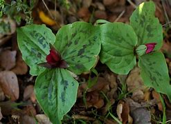 Image result for Trillium chloropetalum