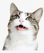 Image result for Funny Cat Face White Background