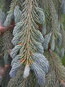Image result for Picea engelmanii Hobo