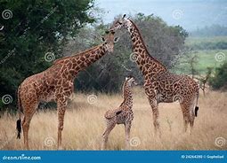 Image result for Giraffe Family