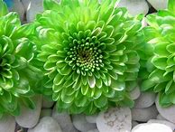 Image result for Green Flower iPhone Wallpaper