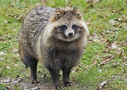 Image result for Raccoon Dog Memes