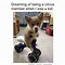 Image result for Wholesome Corgi Memes