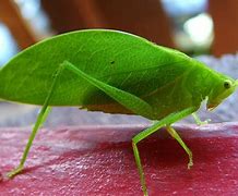 Image result for Picture of a Cricket Insect for Kid