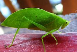 Image result for Simple Cricket Insect