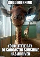 Image result for Morning Funny Animal Memes