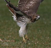 Image result for Hawk Catching Prey