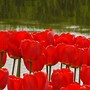 Image result for Tulipa Easter Parade