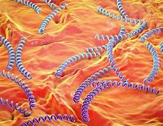 Image result for Syphilis Cell