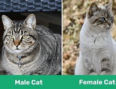 Image result for Female Cat Face