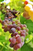 Image result for Greenhouse Grapes