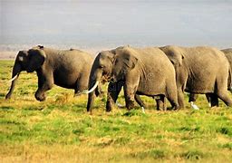 Image result for Biggest Elephant in the World