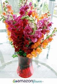 Image result for Snapdragon Flower Bouquet