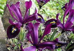 Image result for Iris George