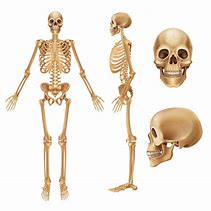 Image result for Skeleton with Parts