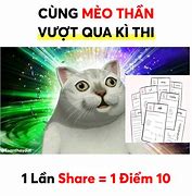 Image result for Meme Cat 10 Diem