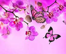 Image result for Pink Flowers Butterfly Background