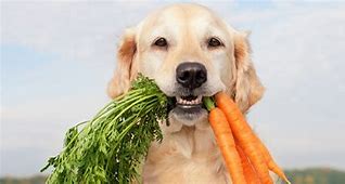 Image result for Go Vegan Animals