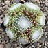 Image result for Sempervivum arach. Minus