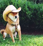 Image result for Cowboy Dog Meme