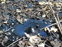 Image result for tar�mtula
