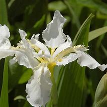 Image result for Iris sibirica Snow Queen