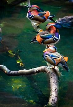 Mandarin Ducks Chillin' by the pool by Alan Shapiro | Kleurrijke dieren ...
