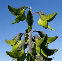 Image result for Hummingbird Vines Plants