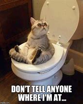 Image result for Toilet Cat Head Meme