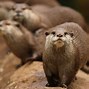 Image result for Many Otters
