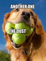 Image result for Another One Bites the Dust Dog Meme