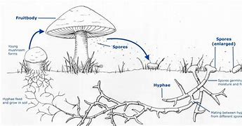 Image result for Spore Archetype Map