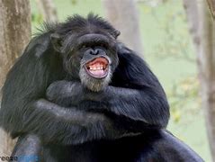 Image result for Funny Faces of Animals