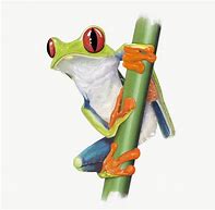 Image result for Realistic Frog Clip Art