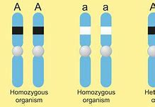 Image result for Homozygous Genotype Examples