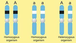 Image result for Homozygosis