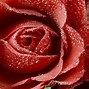 Image result for Rose Wallpaper