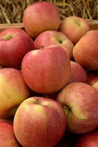 Image result for Idared Apple